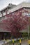 Pink bloomed and tufted wood next to a tall building with a concrete fence. Cityscape from Belgrade streets