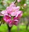 Pink blooming apple tree in spring time in garden