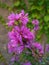 Pink blooming autumn flower.