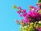 Pink blooming Bougainvillea plant in Spain with clear blue sky background