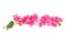 Pink blooming bougainvilleas