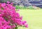 Pink blooming bougainvilleas in the park