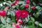 Pink blooming camellia flowers and buds in France