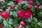 Pink blooming camellia flowers and buds in France