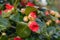 Pink blooming camellia flowers and buds in France