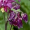 pink blooming columbine genus Aquilegia in the garden