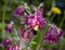 pink blooming columbine genus Aquilegia in the garden