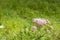 Pink blooming Common Hemp Agrimony