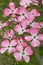Pink blooming cornus kousa dogwood bush at springtime