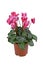 Pink blooming `Cyclamen Persicum` flowers in basket pot on white background