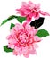 Pink Blooming Dahlia Flower Flora Vector Illustration