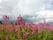 Pink blooming field of wild flowers of wilderness on the background of storm cloud sky and forest