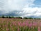 Pink blooming field of wild flowers of wilderness on the background of storm cloud sky and forest