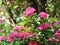 Pink blooming hawthorn in summer, Lithuania