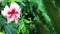 Pink blooming hibiscus blowing in the wind on blurred green nature background