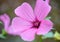 Pink blooming hollyhock mallow Malva alcea