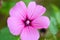 Pink blooming hollyhock mallow Malva alcea close-up