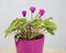 Pink blooming Lathyrus,peavines or vetchlings flowe in pink flowerpot on white background