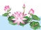 pink blooming lotus