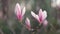 Pink blooming magnolia. Beautiful spring bloom for magnolia tulip trees pink flowers.