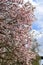 pink blooming magnolia tree, tall like the railroad bridge in background