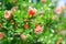 Pink blooming mini pomegranate flowers in bush in green summer garden