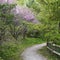 Pink blooming redbuds near woodland path