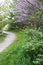 Pink blooming redbuds near woodland path