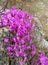 Pink blooming rhododendron bush on a cliff