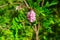 Pink blooming Robinia hispida, known as bristly locust, rose-acacia, or moss locust