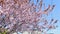pink blooming sakura blue sky on background copy space