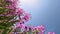 Pink blooming sally, fireweed or willow-herb, on a field among herbs