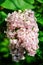 Pink blooming syringa vulgaris in spring