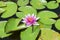 Pink blooming waterlily in garden lake