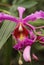 The pink blooms of a Sobralia dichotomo