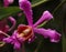 The pink blooms of a Sobralia dichotomo