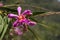 The pink blooms of a Sobralia dichotomo