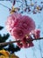 Pink blooms on a thin limb