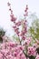 pink bloosom of cherry tree in spring season