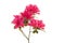 Pink blosseming azalea flowers on a branch