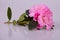 Pink blosseming azalea flowers on a branch isolated