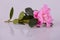 Pink blosseming azalea flowers on a branch isolated