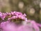 Pink blossom of Bergenia flower elephant-eared saxifrage, elephant`s ears