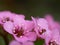 Pink blossom of Bergenia flower elephant-eared saxifrage, elephant`s ears