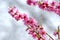 Pink Blossom Bloom on Fruit Peach Tree Floral Portrait