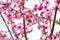 Pink Blossom Bloom on Fruit Peach Tree Floral Portrait