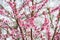 Pink Blossom Bloom on Fruit Peach Tree Floral Portrait