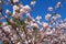 Pink blossom and blue sky