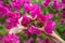 Pink Blossom Cluster, Beautiful spring flowers on the tree