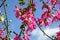 Pink Blossom Cluster, Beautiful spring flowers on the tree